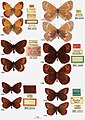 Lepidoptera (10.3897-evolsyst.5.63435) Plate 20.jpg