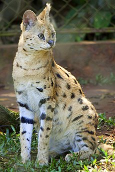 Leptailurus serval-1.jpg