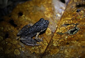 Beskrivelse af Leptobrachium hendricksoni (Spotted Litter Frog) (6967253802) .jpg.