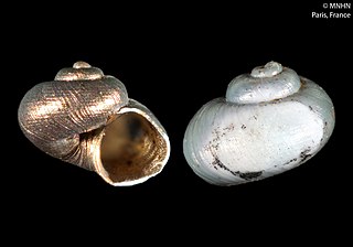 <i>Leptogyra inflata</i> Species of gastropod