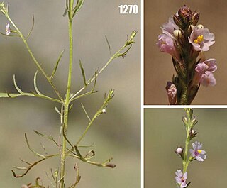 <i>Leptorhabdos</i> Genus of flowering plants in the broomrape family Orobanchaceae