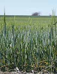 Calaf (Anoia), 26 d'abril de 2008