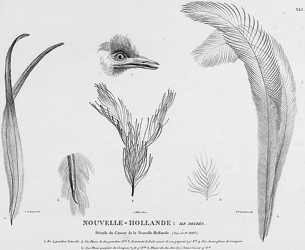 Charles Alexandre Lesueur's 1807 plate of the head, wing and feathers of a possible King Island emu