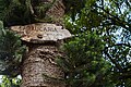 Letrero de madera sobre araucaria conmemorativa en la Plaza de Armas de Concepción, Concepción, Junín