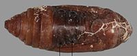 Pupa Leucinodes africensis pupa.jpg