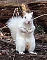 * Nomination White (leucistic) eastern gray squirrel in Prospect Park (Brooklyn, NY, USA) --Rhododendrites 00:08, 25 August 2023 (UTC) * Promotion  Support Good quality. --Satdeep Gill 00:59, 25 August 2023 (UTC)