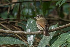 ♀ Leucoptilon concretum