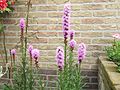 Liatris spicata