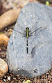 * Nomination Dragonfly (Orthetrum sabina), Ho Chi Minh City, Vietnam --Poco a poco 04:28, 14 April 2014 (UTC) * Promotion nice dragonfly --Charlesjsharp 20:43, 19 April 2014 (UTC)