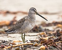 Lista Das Aves De Galicia