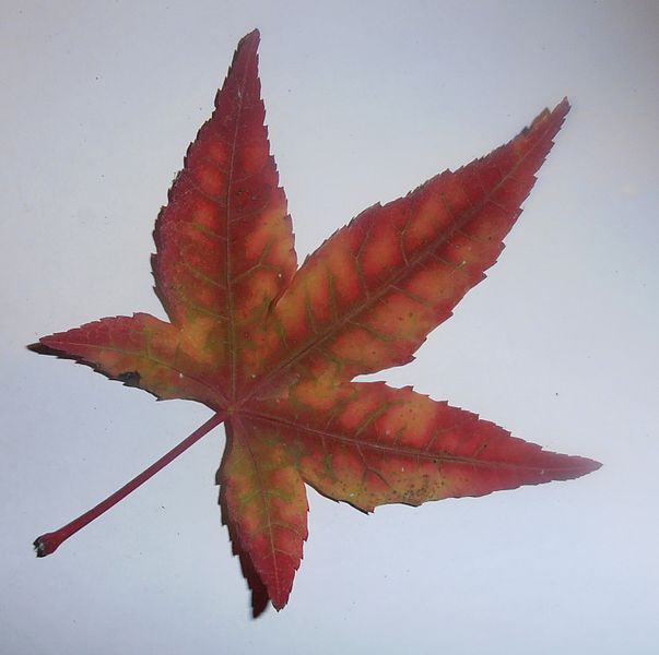 File:Liquidambar styraciflua leaf.JPG