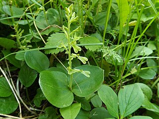 <i>Neottia convallarioides</i>