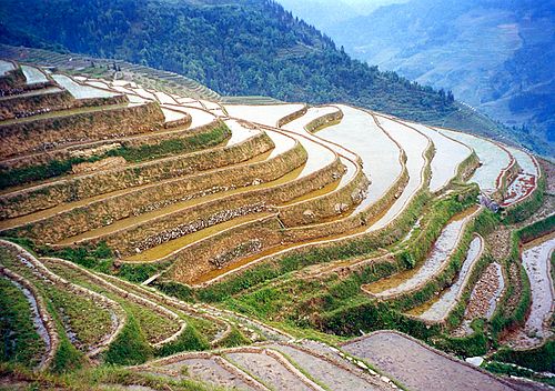 Rice terrace farming in Longji, Guangxi.