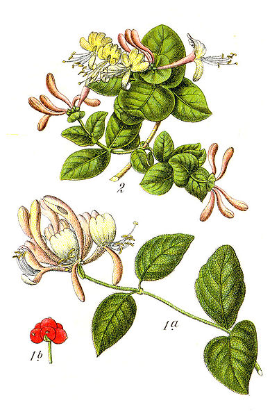 File:Lonicera spp Sturm44.jpg