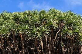 Los Dragos Gemelos - Breña Alta - La Palma 02.jpg