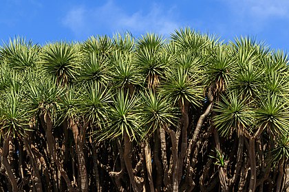 Copa dos "dragoeiros gêmeos", um conjunto de dragoeiros (Dracaena draco) em Breña Alta, La Palma, Canárias (definição 6 000 × 4 000)