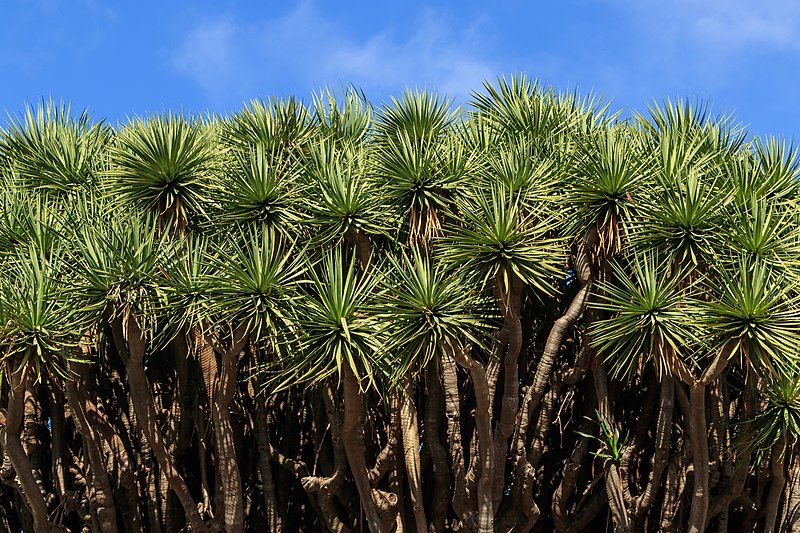 File:Los Dragos Gemelos - Breña Alta - La Palma 02.jpg