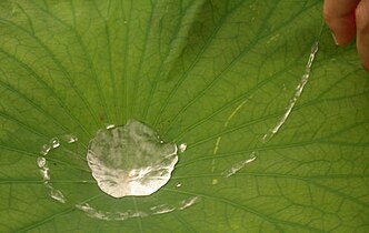 Water trickles down from a Lotus leaf and gathers in the middle of the leaf