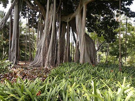 Jardín Botánico