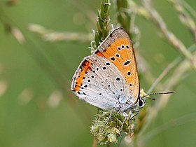 Lycaena dispar Photo by Kristian Peters