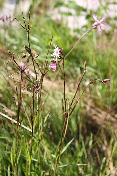 File:Lychnis flos-cuculi IMG 7145 hanekam.JPG