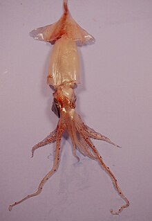 Lycoteuthidae sp.jpg