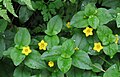 * Nomination Yellow pimpernel (Lysimachia nemorum) --Robert Flogaus-Faust 16:37, 17 February 2024 (UTC) * Decline  Oppose too soft imo --MB-one 09:11, 18 February 2024 (UTC)