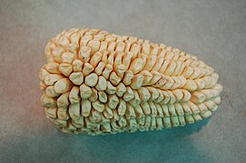 white Andean maize