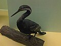 Ausztrál kígyónyakúmadár (Anhinga novaehollandiae)