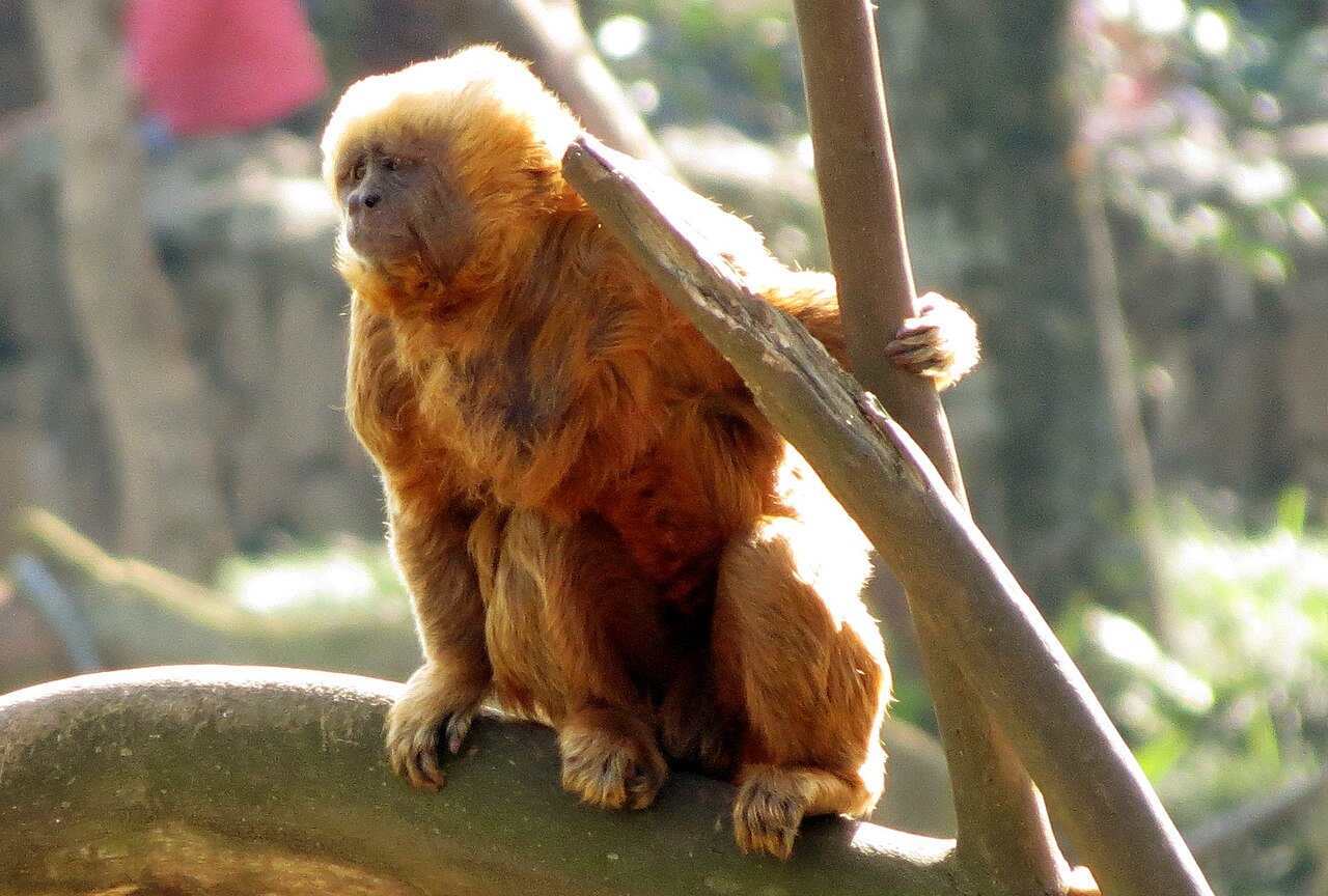 Macaco-prego-galego, Sapajus flavius, pertencente ao grupo de