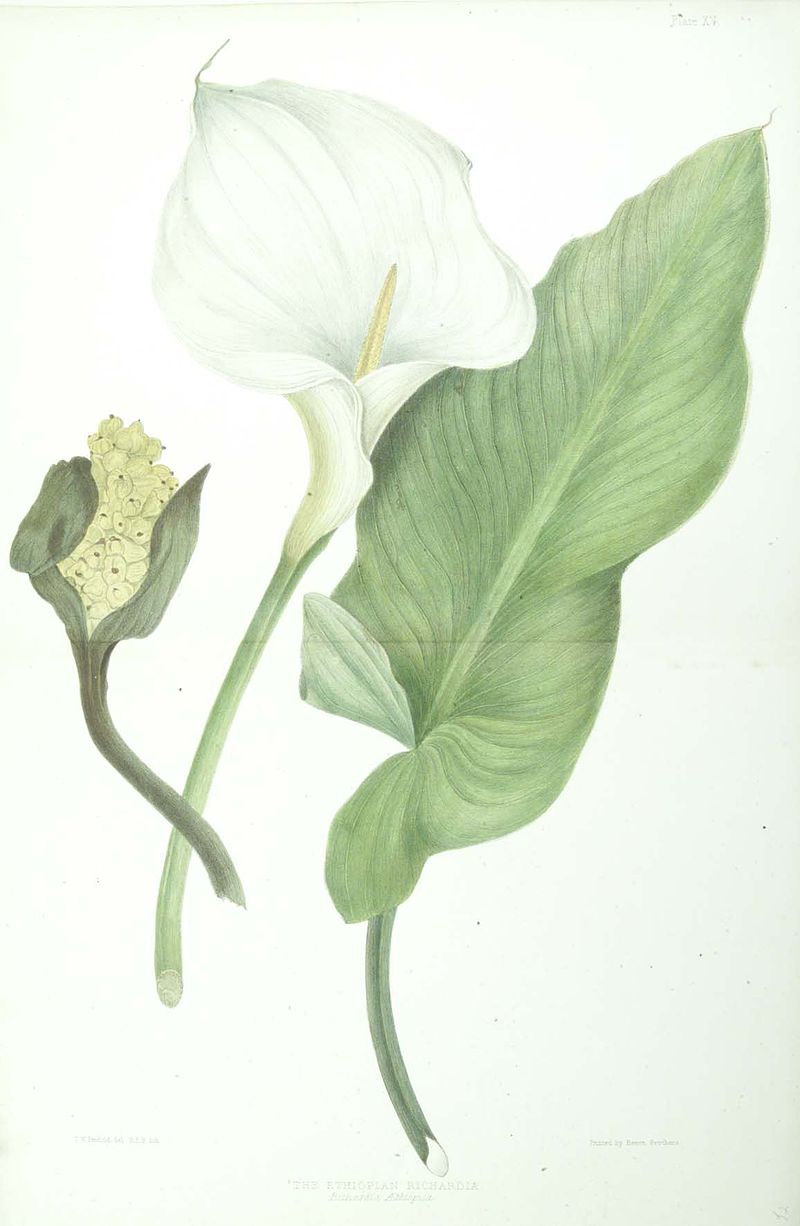 Zantedeschia aethiopica - Wikipedia, la enciclopedia libre