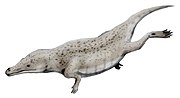 Miniatura para Maiacetus