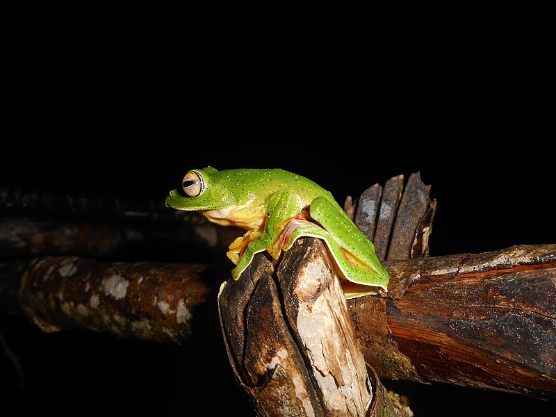 File:Malabar gliding frog on tree.jpg