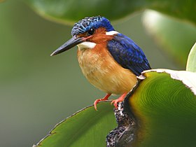 Malagasy Kingfisher (Corythornis vintsioides), Antananarivo, Madagascar (4023081156).jpg