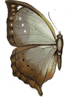 <i>Mallika jacksoni</i> species of insect