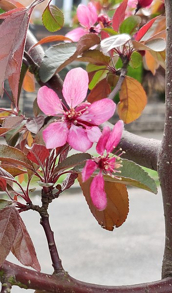 File:Malus 'Director Moerland' - 2022-04-19 - Andy Mabbett - 01.jpg