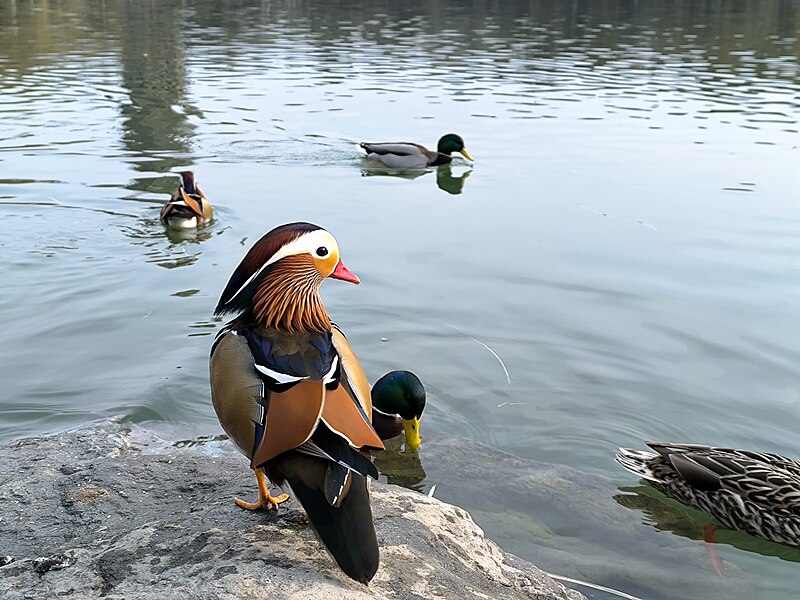 File:Mandarin ducks by the Weiming Lake of Peking University 14.jpg
