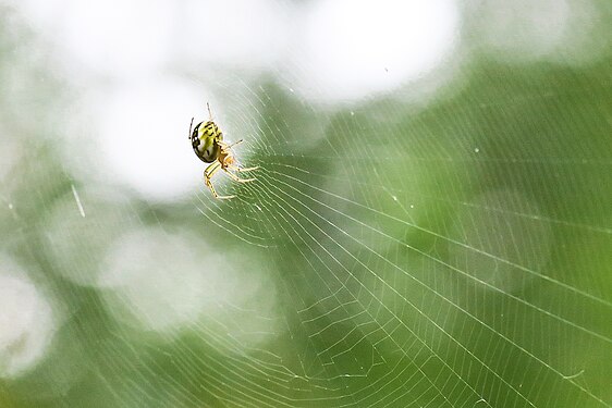 A juvenile female spider (mangora acalypha, 7mm) and its web