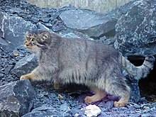 Manul Vikipediya