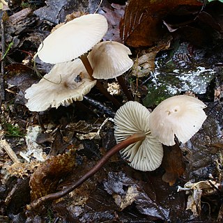 <i>Marasmius wynneae</i> Species of gilled mushroom