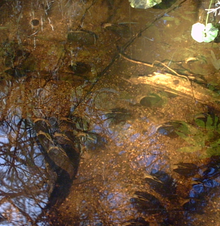 Colonies de M. margaritifera ici dans un habitat de gravier fin.