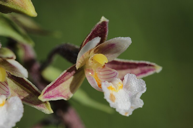 File:Marsh Helleborine - Epipactis palustris (18892129860).jpg