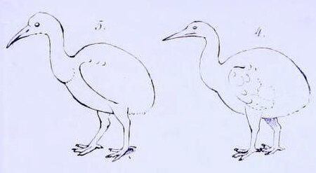 Schlegel's 1854 outlines of "dodo" species (the second supposedly from Rodrigues), which were actually red rails seen by travellers on Mauritius