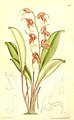 Masdevallia pachyura plate 8361 in: Curtis's Bot. Magazine (Orchidaceae), vol. 137, (1911)