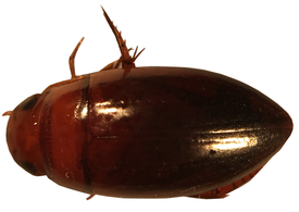 Matus bicarinatus