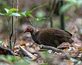 Megapodius cumingii