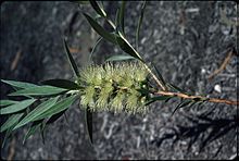 Melaleuca formosa.jpg