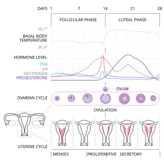 <span class="mw-page-title-main">Luteal phase</span> The latter part of the menstrual cycle associated with ovulation and an increase in progesterone