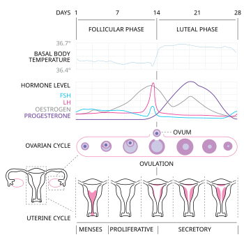 Ovulation occurs about midway through the menstrual cycle, after the follicular phase, and is followed by the luteal phase. Note that ovulation is characterized by a sharp spike in levels of luteinizing hormone (LH) and follicle-stimulating hormone (FSH), resulting from the peak of estrogen levels during the follicular phase. Menstrual cycle.svg