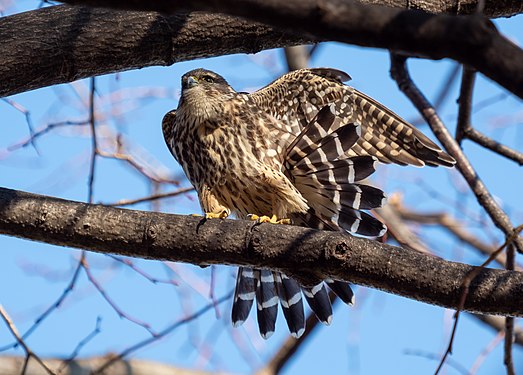 Merlin stretching and fanning its tail in Prospect Park